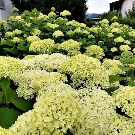 Haemmerle's * Lustenau