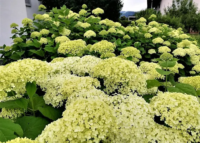 Hämmerle´s * Lustenau